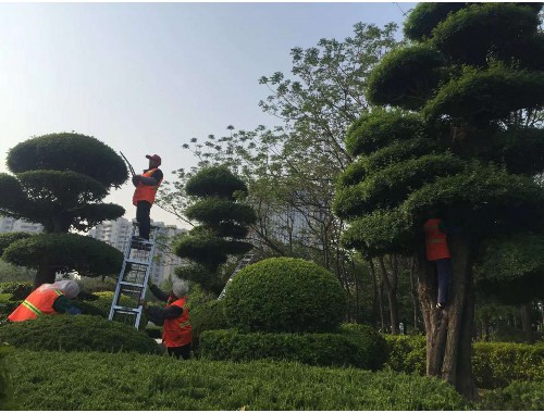 天水皇城隧道绿化工程