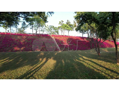 岳阳绿化草皮基地