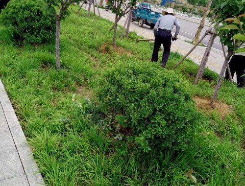 永寿县槐花茗居绿化工程